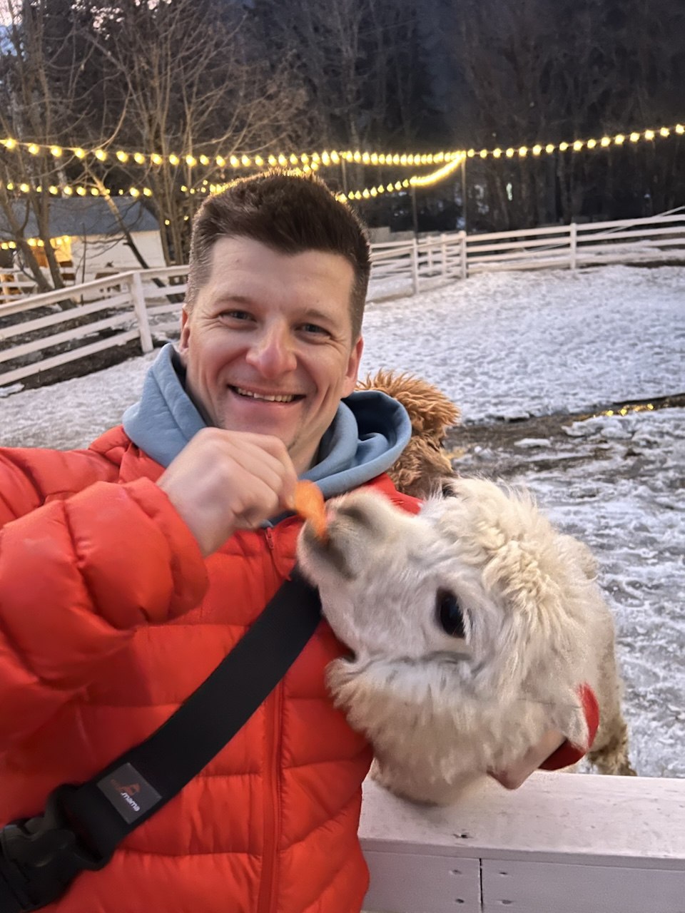 Знакомство с альпаками